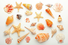 Many Beautiful Sea Shells On White Background, Top View