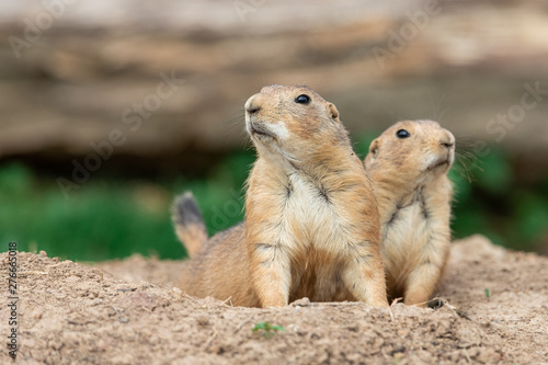 Fotografía Prairie dog in the meadow
