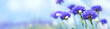 Summer panorama of cornflowers on a sunny day with blue sky
