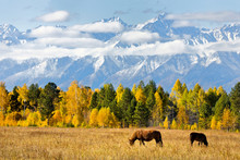 Magnificent Autumn Landscape With Grazing Horses In The Foothill Valley On The Background Of Yellowed Forest And Snowy Mountain Peaks With Low Clouds. Siberia, Eastern Sayan, Buryatia, Tunka, Arshan