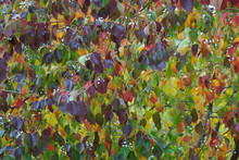 Clusters Of Interlacing Branches And Autumn Leaves Form Quilt Works Of  Colours