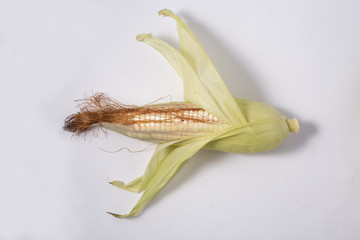 Fresh raw corn isolated on the white background