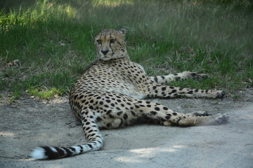 Guépard