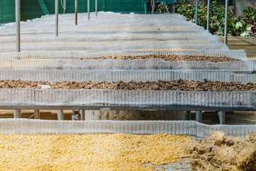 Wall Mural - Luwak coffee, unclean coffee beans,  Kopi luwak is coffee that includes part-digested coffee cherries eaten and defecated by the Asian palm civet at coffee drying yard in Dalat, Vietnam.