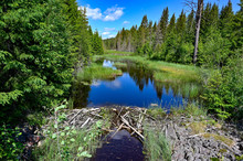 Beaver Dam In A Beautiful Setting In A Swedish Forest