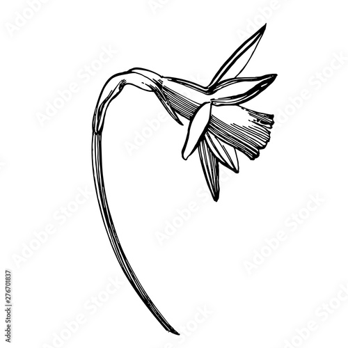 Daffodil or Narcissus flower drawings. Collection of hand drawn black and whi...