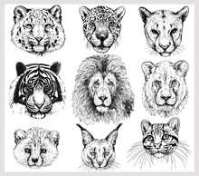 Set Of Hand Drawn Sketch Style Portraits Of Animals Isolated On White Background. Vector Illustration.
