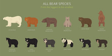 All World Bear Species In One Set. Bears Collection. Vector Illustration