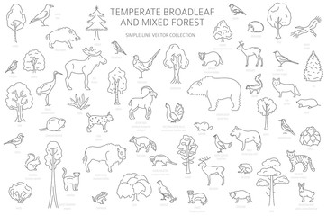 Temperate broadleaf forest and mixed forest biome. Terrestrial ecosystem world map. Animals, birds and plants set. Simple outline graphic design