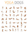 Yoga dogs poses and exercises doing clipart. Funny cartoon poster design