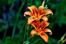  Close-up Shot Of Bright Orange Lilies With A Blurred Background.