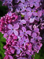 Dunkelvioletter Flieder in Blüte Closeup