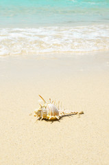 Canvas Print - una conchiglia sulla sabbia vicino al mare, vacanza estate