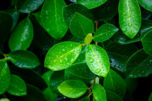 Fresh Green Leaves With Water Drops After Hard Rain In The Morning