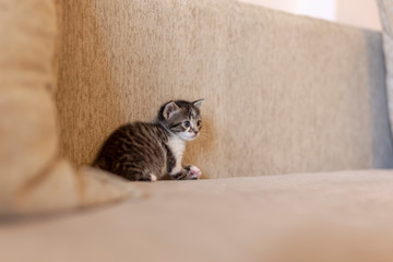 Wall Mural - Kitten on the couch