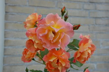 Wonderful Roses