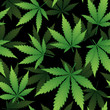Vector seamless pattern, realistic cannabis leaves