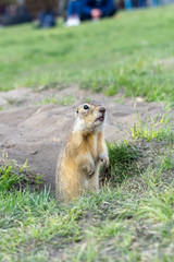 Wall Mural - the European ground squirrel came out of its hole amid vacationers