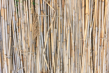  The wall of the reed stalks. The background of reeds.