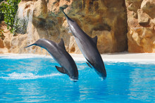 Two Jumping Dolphins In Blue Water