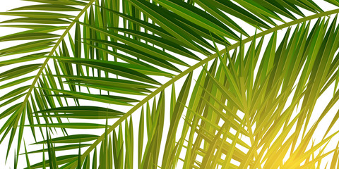 Wall Mural - Summer Tropical palm leaves. Exotic palms tree. Floral Background.