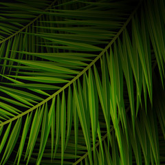 Wall Mural - Tropical palm leaves. Exotic palms tree. Dark Floral Backgrounds.