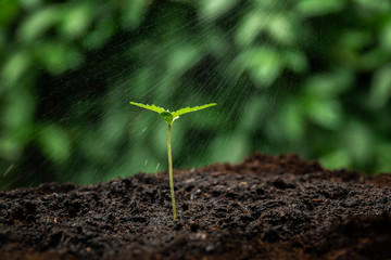 young plant in soil