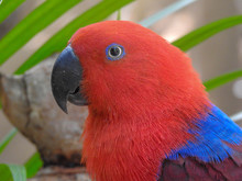 Closeup Red Electus Parrot