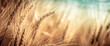 Leinwandbild Motiv Close-up Of Ripe Golden Wheat With Vintage Effect, Clouds And Sky - Harvest Time Concept