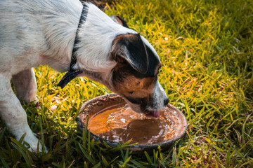 Perro bebiendo en día caluroso