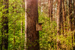 Wooden Bird House on the tree in the forest