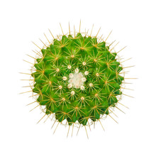 Top View Cactus Isolated On White Background,Clipping Path ,Mammillaria