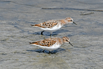 Zwergstrandläufer (Calidris minuta) - Little stint