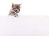 Fototapeta Koty - Kitten with blank