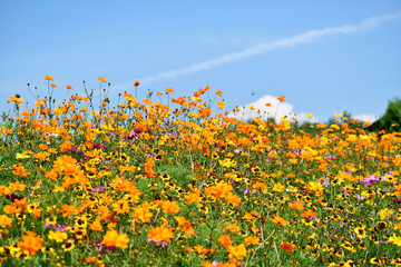 Wildflowers Under A Sunny Blue Sky