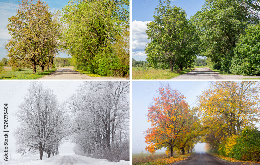 Beautiful collage of 4 seasons, different pictures of an tree avenue, same spot, place. Spring foliage, green fresh bright summer day, foggy morning with yellow autumn leaves, snowstorm in winter.  - obrazy, fototapety, plakaty 