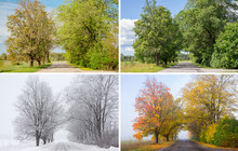 Beautiful Collage Of 4 Seasons, Different Pictures Of An Tree Avenue, Same Spot, Place. Spring Foliage, Green Fresh Bright Summer Day, Foggy Morning With Yellow Autumn Leaves, Snowstorm In Winter. 