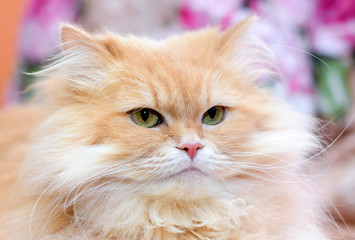 Poster - Portrait of fluffy red cat