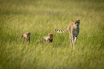 Female cheetah and two cubs cross savannah