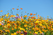Wildflowers Under A Clear Blue Sky