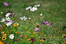 Bees Flying Around Wildflowers