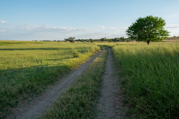 Grass sand dirt road landscape with single lone tree