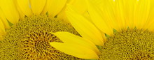 Beautiful Light Yellow Sunflower Background.