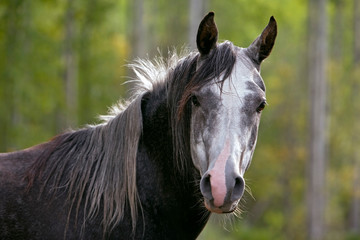 Beautiful gray Arabian Stallion portrait, looking alert.