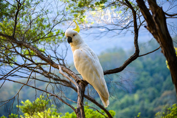 Cacatua on blue mountains 