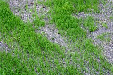 Patchy and damaged lawn, over seeded to repair it, with new grass growing, seed and pebble mixture