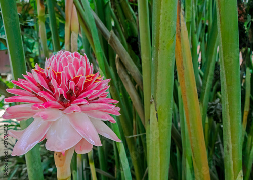 Pink Tropical Flower Etlingera Elatior Also Known As Torch Ginger Or Red Ginger Lily Stock Photo Adobe Stock Pink Tropical Flower Etlingera Elatior Also Known As Torch Ginger Or Red Ginger Lily Stock Photo Adobe Stock