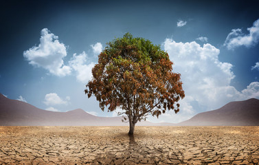 Poster - Dry cracked land with dead tree and sky in background a concept of climate change and global warming