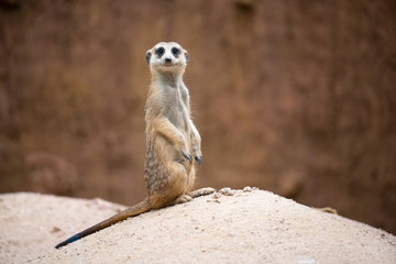 Sticker - cute meerkat ( Suricata suricatta )