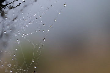 morning dew on spider web